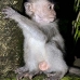 monkey_macaque_balinese_mf_ubud_v_0589_bal0595.jpg